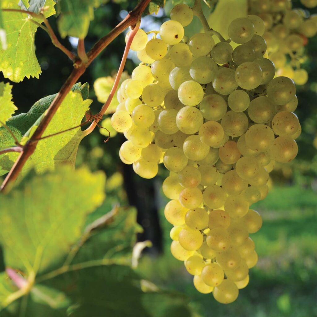 Wine grapes