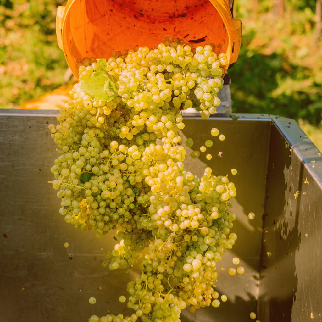 Prosecco grapes