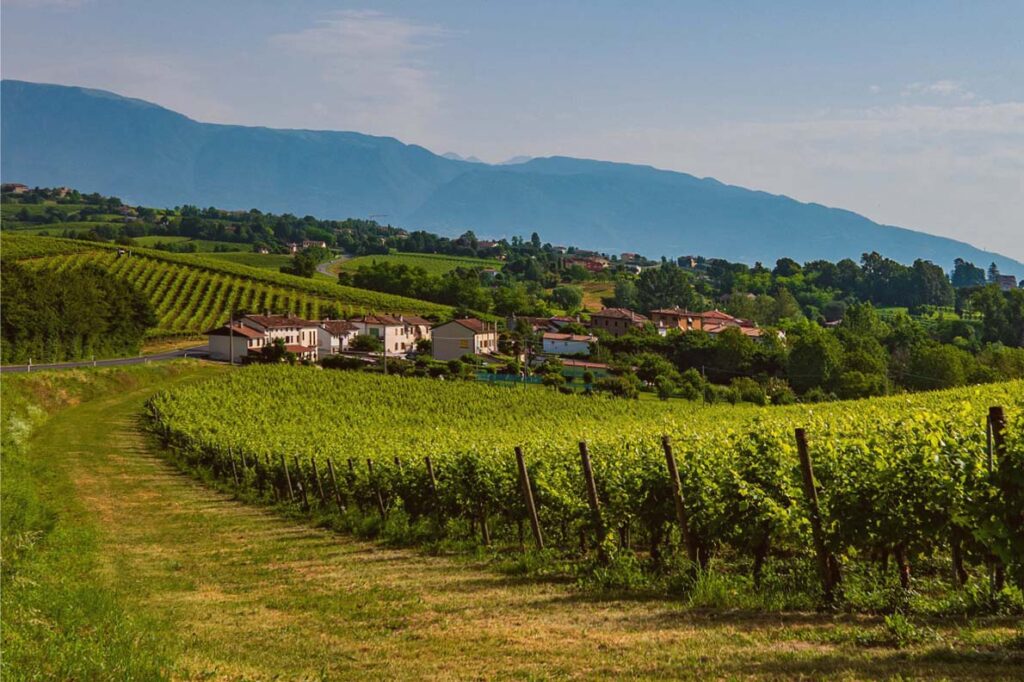 Italian Vineyard