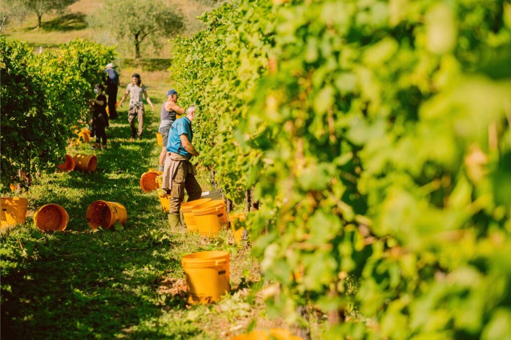 Workers picking wine grapes